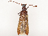  ( - CBG-B14777-A05)  @11 [ ] CreativeCommons - Attribution Share - Alike (2025) CBG Photography Group Centre for Biodiversity Genomics