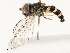  ( - CBG-B14788-F02)  @11 [ ] CreativeCommons - Attribution Share - Alike (2025) CBG Photography Group Centre for Biodiversity Genomics