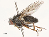  ( - CBG-B17283-E09)  @11 [ ] CreativeCommons - Attribution Share - Alike (2025) CBG Photography Group Centre for Biodiversity Genomics