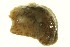 (Onchidella cf. carpenteri - 10BCMOL-00432)  @12 [ ] CreativeCommons - Attribution  Unspecified Centre for Biodiversity Genomics