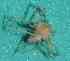  ( - BCMS-0603)  @12 [ ] Unspecified (default): All Rights Reserved  Unspecified Unspecified