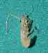  (Macrobrachium sp. 1 - BCMS-0715)  @13 [ ] Unspecified (default): All Rights Reserved  Unspecified Unspecified