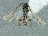  ( - CNC1039801)  @12 [ ] CreativeCommons - Attribution Share-Alike (2018) Unspecified Canadian National Collection of Insects, Arachnids and Nematodes