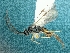 ( - CNC1039802)  @12 [ ] CreativeCommons - Attribution Share-Alike (2018) Unspecified Canadian National Collection of Insects, Arachnids and Nematodes