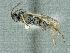  ( - CNC974679)  @12 [ ] CreativeCommons - Attribution Share-Alike (2018) Unspecified Canadian National Collection of Insects, Arachnids and Nematodes