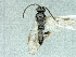  ( - CNCHYM45369)  @11 [ ] CreativeCommons - Attribution Share-Alike (2018) Unspecified Canadian National Collection of Insects, Arachnids and Nematodes