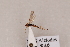  (Aleiodes crassipes - MRS_860)  @13 [ ] CreativeCommons - Attribution Share-Alike (2018) Unspecified Canadian National Collection of Insects, Arachnids and Nematodes