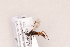  ( - MRS_877)  @11 [ ] CreativeCommons - Attribution Share-Alike (2018) Unspecified Canadian National Collection of Insects, Arachnids and Nematodes