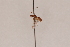  ( - MRS_911)  @12 [ ] CreativeCommons - Attribution Share-Alike (2018) Unspecified Canadian National Collection of Insects, Arachnids and Nematodes
