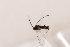  ( - MRS_JFT0689)  @12 [ ] CreativeCommons - Attribution Share-Alike (2018) Unspecified Canadian National Collection of Insects, Arachnids and Nematodes