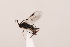  ( - MRS_JFT0707)  @12 [ ] CreativeCommons - Attribution Share-Alike (2018) Unspecified Canadian National Collection of Insects, Arachnids and Nematodes