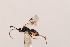  ( - MRS_JFT0738)  @11 [ ] CreativeCommons - Attribution Share-Alike (2018) Unspecified Canadian National Collection of Insects, Arachnids and Nematodes