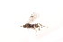  (Apanteles cf. galleriae - MRS_JFT0742)  @12 [ ] CreativeCommons - Attribution Share-Alike (2018) Unspecified Canadian National Collection of Insects, Arachnids and Nematodes