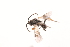  (Microplitis retentus - MRS_JFT0758)  @13 [ ] CreativeCommons - Attribution Share-Alike (2018) Unspecified Canadian National Collection of Insects, Arachnids and Nematodes