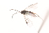  ( - MRS_JFT0760)  @12 [ ] CreativeCommons - Attribution Share-Alike (2018) Unspecified Canadian National Collection of Insects, Arachnids and Nematodes