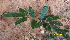  (Pteris cameroonia - RBRLS40)  @11 [ ] CreativeCommons - Attribution Non-Commercial Share-Alike (2026) Shaiesh Morajkar St. Aloysius College