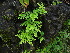  ( - RBRLS42)  @11 [ ] CreativeCommons - Attribution Non-Commercial Share-Alike (2014) Shaiesh Morajkar St. Aloysius College