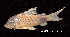  (Corydoras ourastigma - LBPV 49493)  @11 [ ] CreativeCommons - Attribution (2013) Claudio de Oliveira Laboratório de Biologia e Genética de Peixes - UNESP - Botucatu