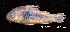  (Corydoras sp. C68 - LBPV 32902)  @15 [ ] CreativeCommons - Attribution (2013) Claudio de Oliveira Laboratório de Biologia e Genética de Peixes - UNESP - Botucatu