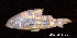  ( - LBPV 55246)  @14 [ ] CreativeCommons - Attribution (2013) Claudio de Oliveira Laboratório de Biologia e Genética de Peixes - UNESP - Botucatu