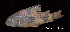  ( - LBPV 55248)  @14 [ ] CreativeCommons - Attribution (2013) Claudio de Oliveira Laboratório de Biologia e Genética de Peixes - UNESP - Botucatu