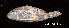  ( - LBPV 55249)  @14 [ ] CreativeCommons - Attribution (2013) Claudio de Oliveira Laboratório de Biologia e Genética de Peixes - UNESP - Botucatu