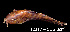 ( - LBPV 12317)  @13 [ ] CreativeCommons - Attribution (2013) Claudio de Oliveira Laboratório de Biologia e Genética de Peixes - UNESP - Botucatu