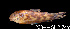  ( - LBPV 12334)  @14 [ ] CreativeCommons - Attribution (2013) Claudio de Oliveira Laboratório de Biologia e Genética de Peixes - UNESP - Botucatu