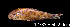  ( - LBPV 12335)  @14 [ ] CreativeCommons - Attribution (2013) Claudio de Oliveira Laboratório de Biologia e Genética de Peixes - UNESP - Botucatu