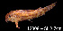  ( - LBPV 12308)  @11 [ ] CreativeCommons - Attribution (2013) Claudio de Oliveira Laboratório de Biologia e Genética de Peixes - UNESP - Botucatu
