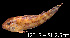  ( - LBPV 12318)  @11 [ ] CreativeCommons - Attribution (2013) Claudio de Oliveira Laboratório de Biologia e Genética de Peixes - UNESP - Botucatu
