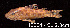  ( - LBPV 12624)  @11 [ ] CreativeCommons - Attribution (2013) Claudio de Oliveira Laboratório de Biologia e Genética de Peixes - UNESP - Botucatu