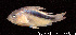  (Corydoras rabauti - LBPV 57754)  @15 [ ] CreativeCommons - Attribution (2013) Claudio de Oliveira Laboratório de Biologia e Genética de Peixes - UNESP - Botucatu