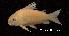 ( - LBPV 18851)  @11 [ ] CreativeCommons - Attribution (2013) Claudio de Oliveira Laboratório de Biologia e Genética de Peixes - UNESP - Botucatu