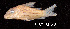  ( - LBPV 23981)  @11 [ ] CreativeCommons - Attribution (2013) Claudio de Oliveira Laboratório de Biologia e Genética de Peixes - UNESP - Botucatu