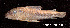  (Scleromystax sp. C 113 - LBPV 18834)  @11 [ ] CreativeCommons - Attribution (2013) Claudio de Oliveira Laboratório de Biologia e Genética de Peixes - UNESP - Botucatu