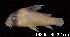  (Corydoras duplicareus - LBPV 18835)  @11 [ ] CreativeCommons - Attribution (2013) Claudio de Oliveira Laboratório de Biologia e Genética de Peixes - UNESP - Botucatu
