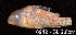  (Corydoras leucomelas - LBPV 18949)  @11 [ ] CreativeCommons - Attribution (2013) Claudio de Oliveira Laboratório de Biologia e Genética de Peixes - UNESP - Botucatu