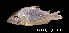  ( - LBPV 53533)  @11 [ ] CreativeCommons - Attribution (2013) Claudio de Oliveira Laboratório de Biologia e Genética de Peixes - UNESP - Botucatu
