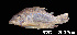 (Corydoras multiradiatus - LBPV 53534)  @15 [ ] CreativeCommons - Attribution (2013) Claudio de Oliveira Laboratório de Biologia e Genética de Peixes - UNESP - Botucatu