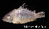  ( - LBPV 53535)  @11 [ ] CreativeCommons - Attribution (2013) Claudio de Oliveira Laboratório de Biologia e Genética de Peixes - UNESP - Botucatu
