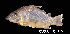  ( - LBPV 53536)  @11 [ ] CreativeCommons - Attribution (2013) Claudio de Oliveira Laboratório de Biologia e Genética de Peixes - UNESP - Botucatu