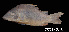  ( - LBPV 53768)  @11 [ ] CreativeCommons - Attribution (2013) Claudio de Oliveira Laboratório de Biologia e Genética de Peixes - UNESP - Botucatu