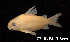  (Corydoras reticulatus - LBPV 57744)  @15 [ ] CreativeCommons - Attribution (2013) Claudio de Oliveira Laboratório de Biologia e Genética de Peixes - UNESP - Botucatu