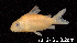  ( - LBPV 57745)  @11 [ ] CreativeCommons - Attribution (2013) Claudio de Oliveira Laboratório de Biologia e Genética de Peixes - UNESP - Botucatu