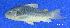  ( - LBPV 61025)  @11 [ ] CreativeCommons - Attribution (2013) Claudio de Oliveira Laboratório de Biologia e Genética de Peixes - UNESP - Botucatu