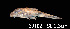  ( - LBPV 69102)  @12 [ ] CreativeCommons - Attribution (2013) Claudio de Oliveira Laboratório de Biologia e Genética de Peixes - UNESP - Botucatu