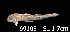  ( - LBPV 69103)  @13 [ ] CreativeCommons - Attribution (2013) Claudio de Oliveira Laboratório de Biologia e Genética de Peixes - UNESP - Botucatu