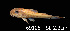  ( - LBPV 69106)  @11 [ ] CreativeCommons - Attribution (2013) Claudio de Oliveira Laboratório de Biologia e Genética de Peixes - UNESP - Botucatu
