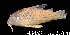  (Corydoras julii - LBPV 43453)  @15 [ ] CreativeCommons - Attribution (2013) Claudio de Oliveira Laboratório de Biologia e Genética de Peixes - UNESP - Botucatu